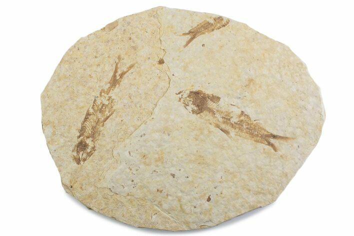 Fossil Fish (Knightia) Mortality Plate - Wyoming #375400